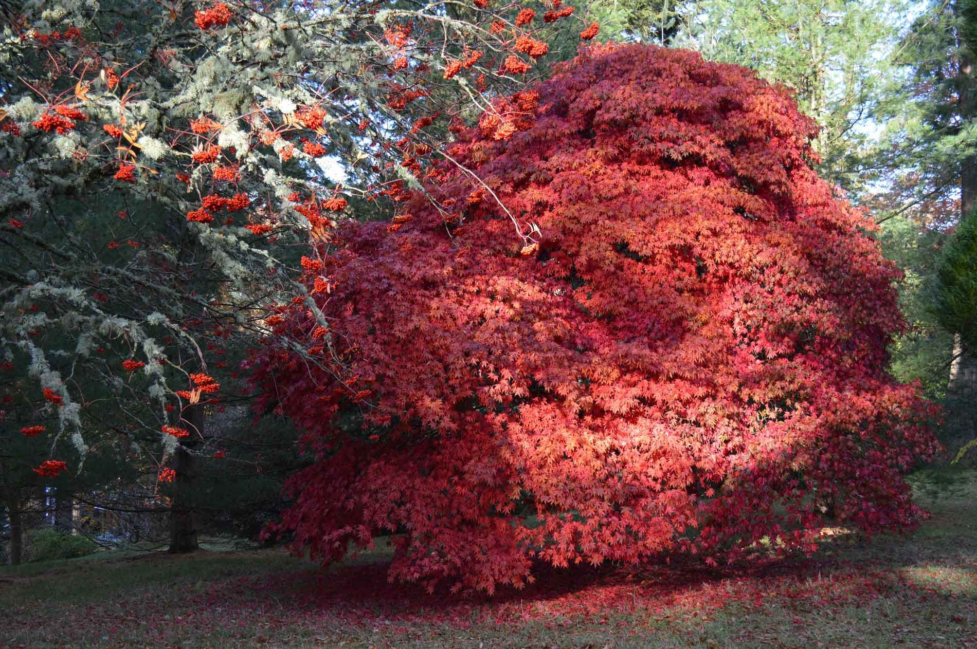 Dawyck Botanic Garden Autumn Red Leaf Acer