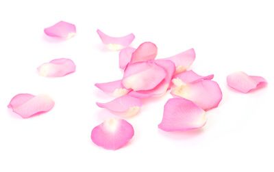 Loose pink rose petals